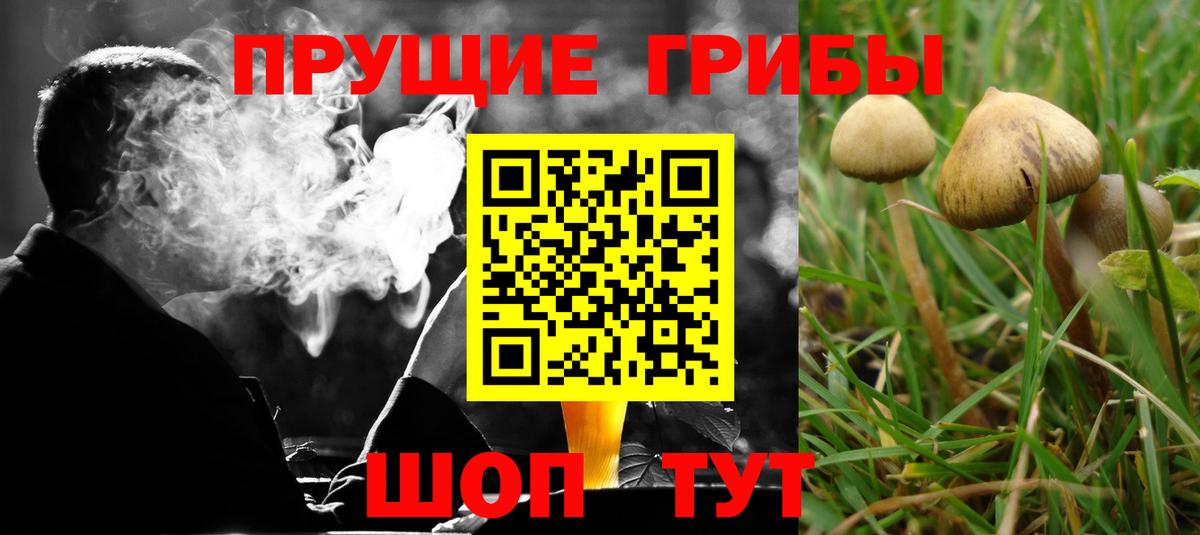 Псилоцибиновые грибы Psilocybine cubensis Орёл